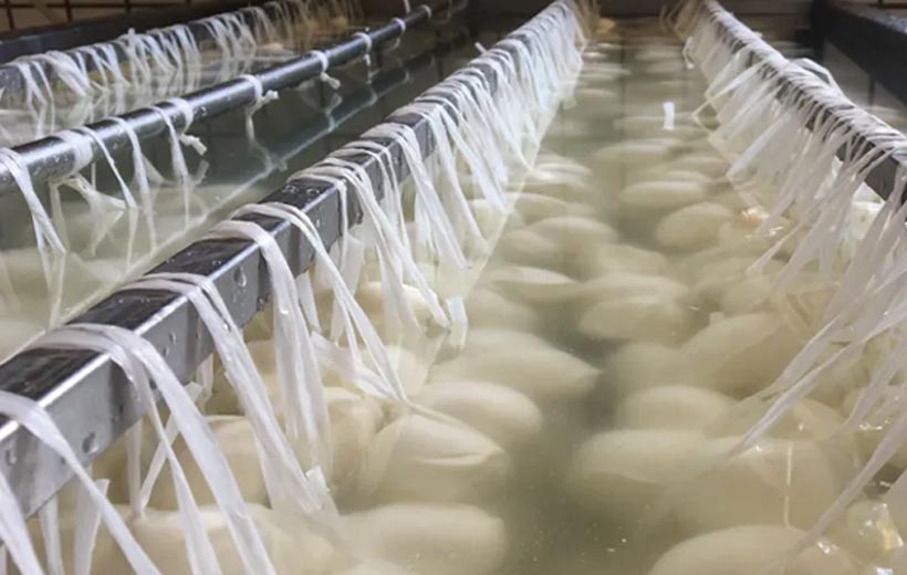 Export Bufalina Germania 2024 - MAH Projects