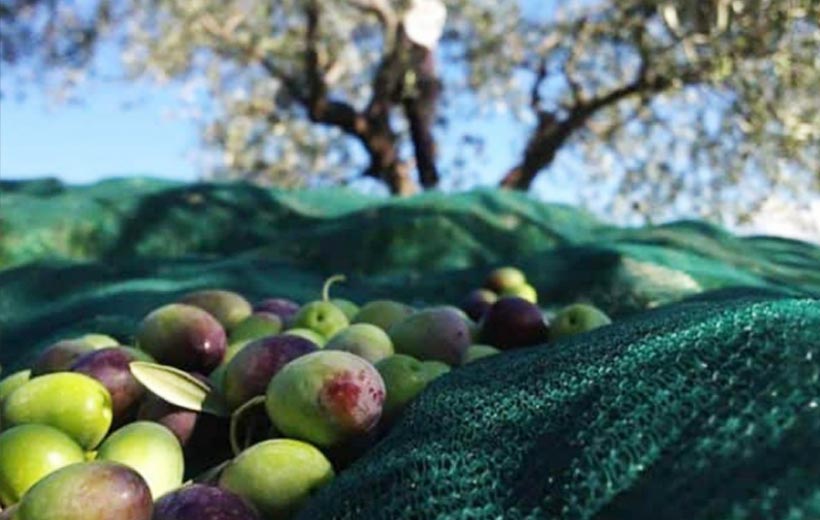 Olii-Extravergini-MAH