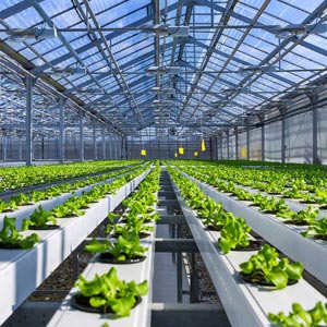 Why ustainability is a competitive advantage in agri-food